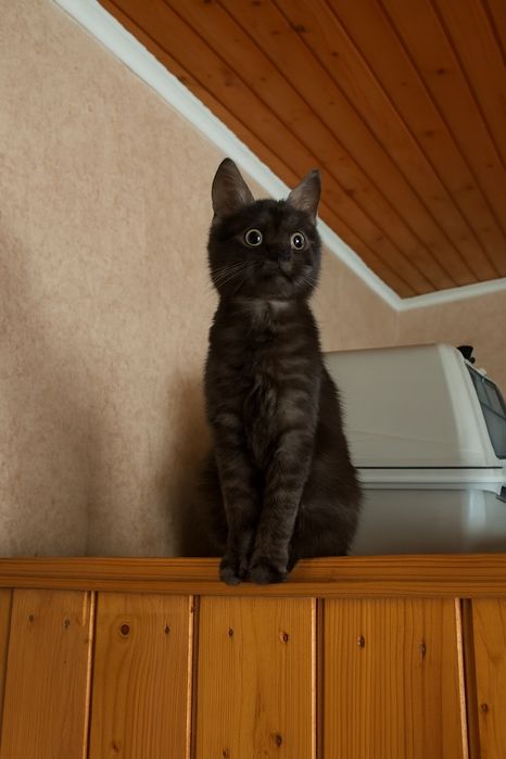 Шукаємо дім для маленької чарівниці.