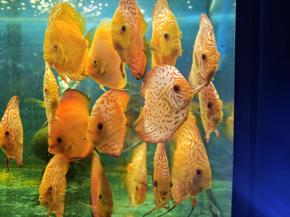 Dyskowce Blue diamond, turkus, pigeon, checkboard, melon, white, Red