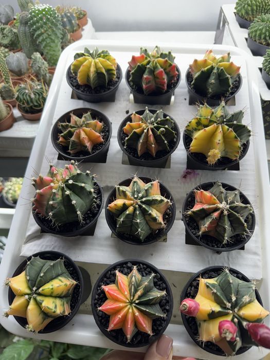 Сукуленти гастерія хавортія Haworthia Сукуленти Трунката