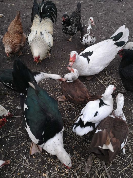 Продаються качки шипуни