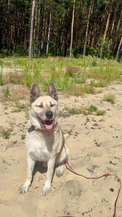 Kojot-mix owczarka i husky do adopcji