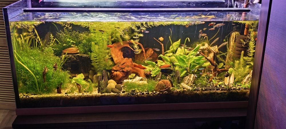 Akwarium 240 l z roślinami i obsadą