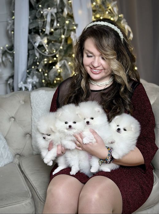 Шик і ексклюзив - VIP лакшері сегмент - цуценята померанські шпіци !