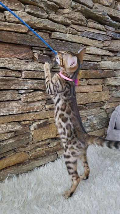 Kot bengalski  bangal