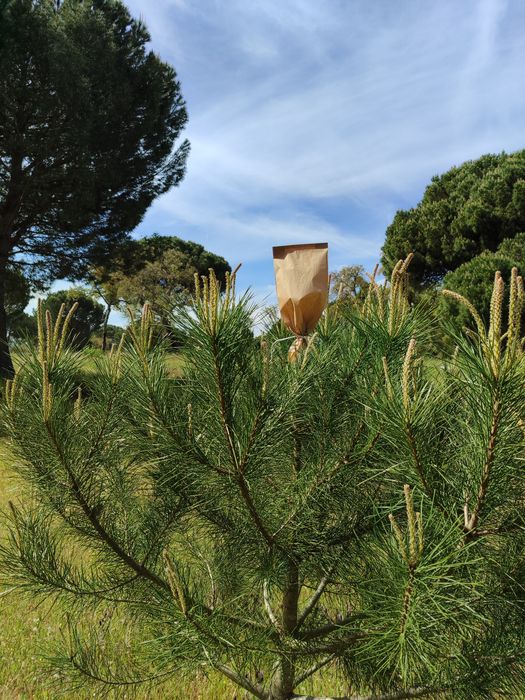 Enxertia de Pinheiros Mansos