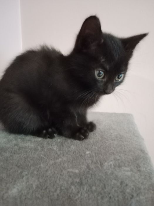 Oddam kotków w dobre ręce