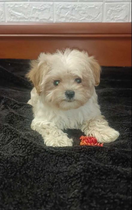 Мальтипу мальчик. Нежный, кремовый окрас.