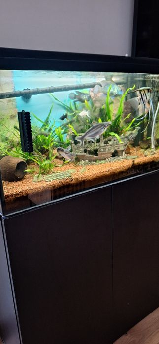 Akwarium z szafką rybkami .