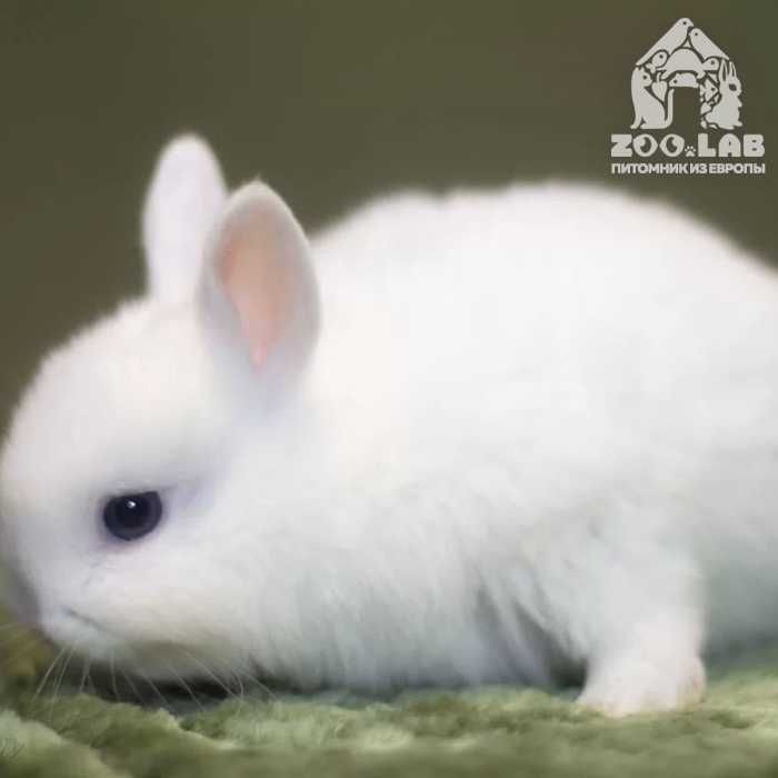 Элитные карликовые гермелины: чистопородные красавцы из питомника !