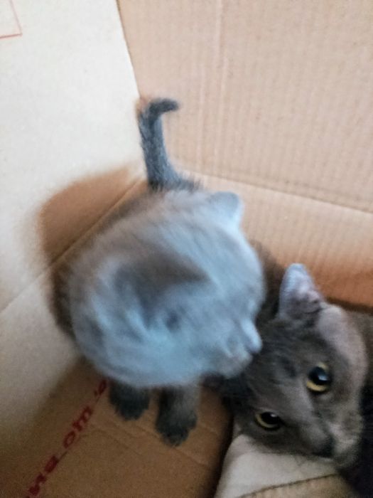 Котята шотландские страйт и фолд