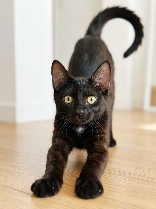 Setúbal / Margem Sul / Lisboa — VALTOR, gatinho para adoção