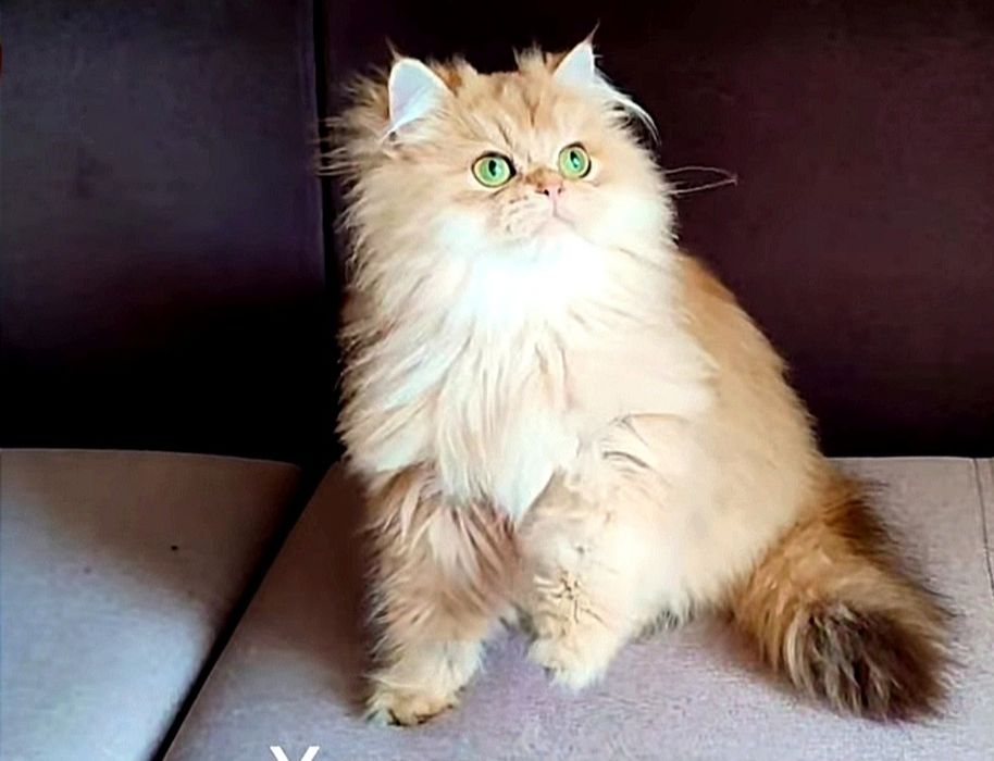 Британський котик BLH ny 11,В'ЯЗКА