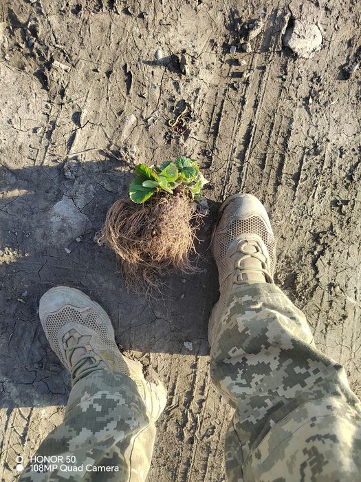 Розсада полуниці