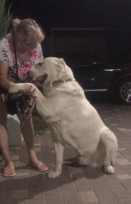 Вязка .Кобель САО.КСУ