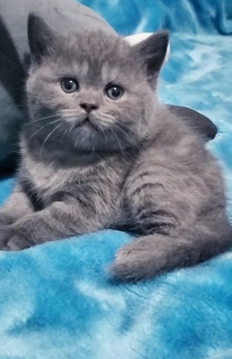 Menina British Shorthair blue