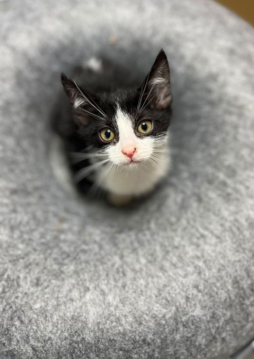 Kinga- mała kotka do adopcji