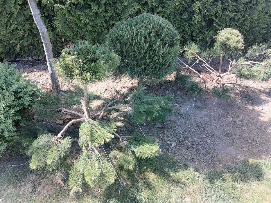 Krzewy - Bonsai.