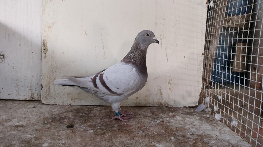 Gołębie pocztowe z rozpłodu