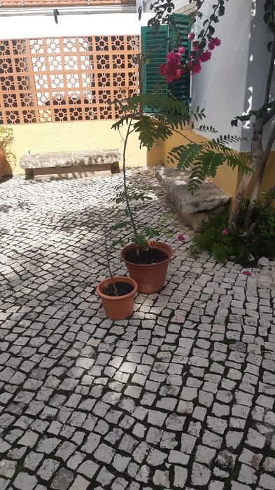 Tipuanas arvores com 2 ou mais anos