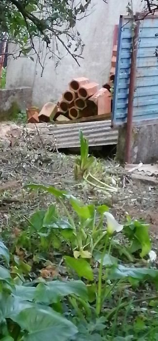 6 telhas para adega antigos em barro