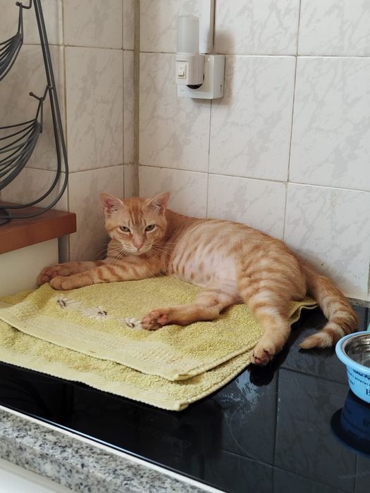 Gato meigo para adoção