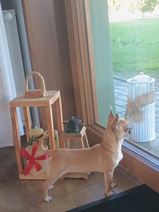 Chihuahua dziewczynka XXS, maleńka