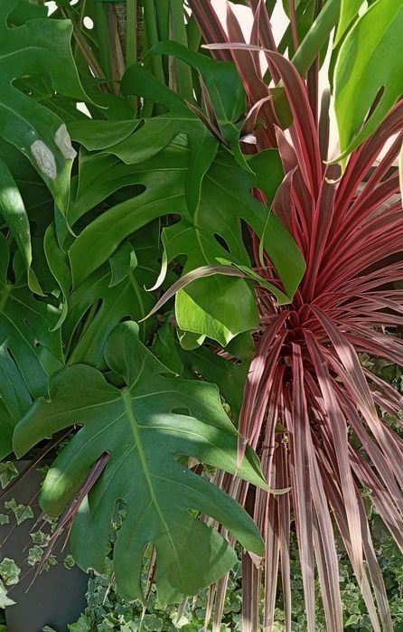 Costeleta de Adão ou Monstera deliciosa