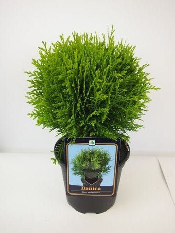 TUJA Danica 20 cm Średnica w Donicy Cena 25 zł