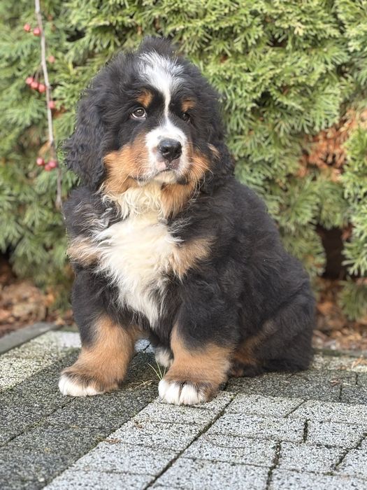 Berneński pies pasterski ZHPR UCI