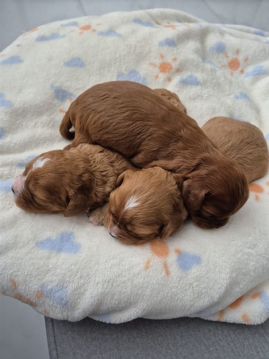 Suczka Cavapoo F1 Cavalier & Pudel