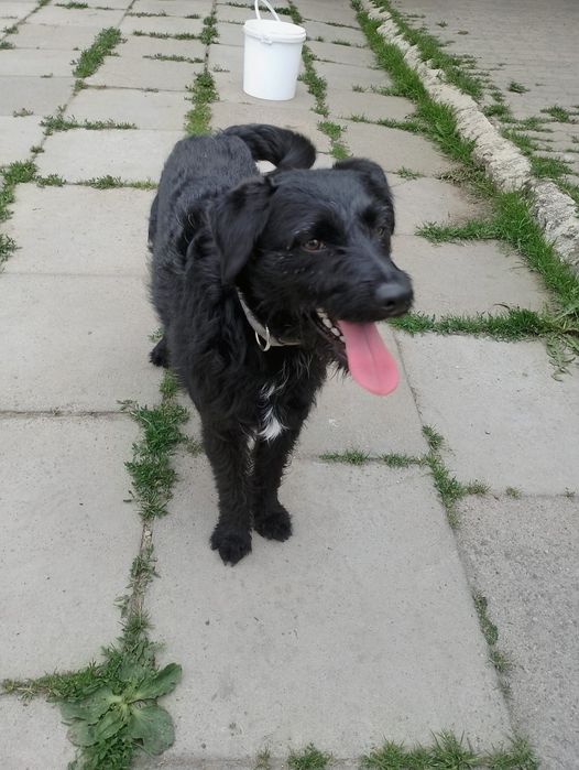 Terrierkowaty piesek Harry do adopcji