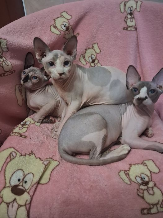 Чарівні кішечки породи Канадський сфінкс