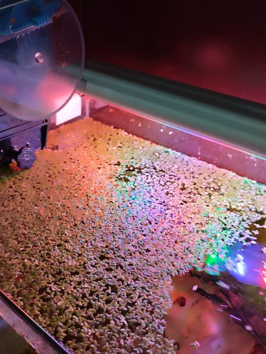 Lemna minor ou lentilha de água