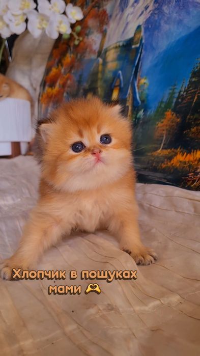Ручные котята. Золотая шиншилла.