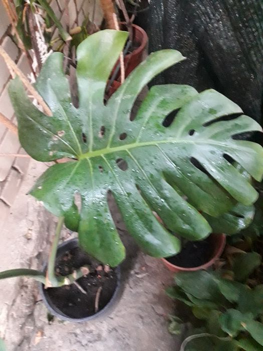 Продам укорінену верхівку монстери.