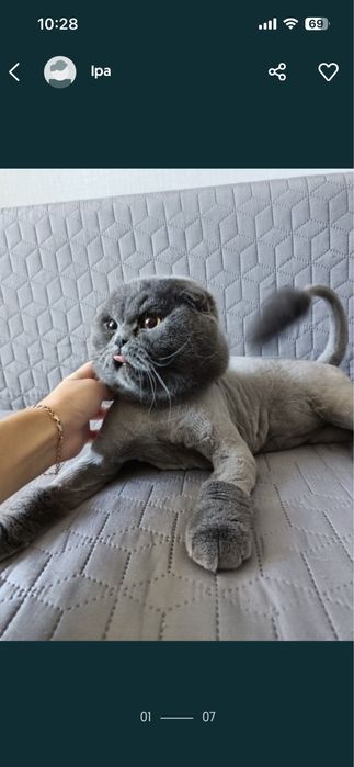 Стрижка котів, грумінг на виїзд, тиха машинка,Ірпінь, Борщагівка