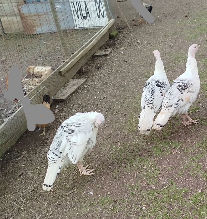 Perus de campo grandes