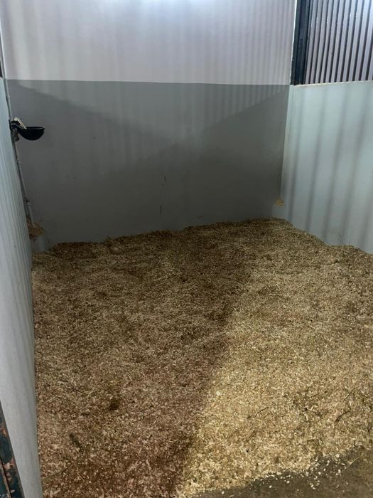 Cavalos a penso/Aulas de equitação