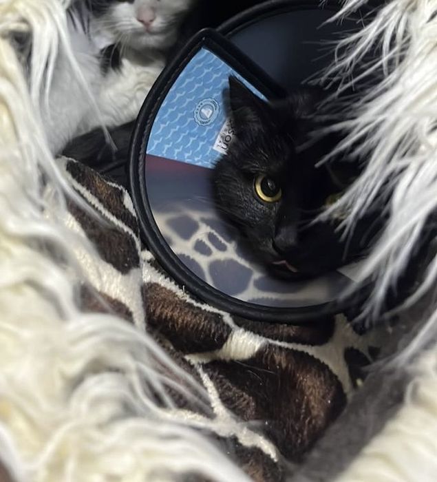 Віддам в добрі руки кошенятко