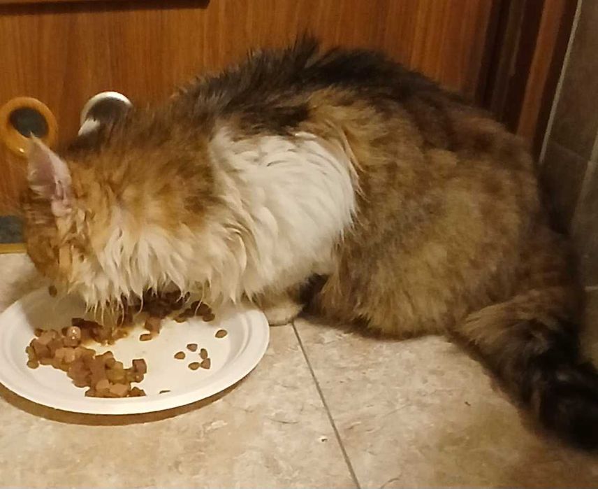 Sliczny puchty 10miesieczny kocurrek