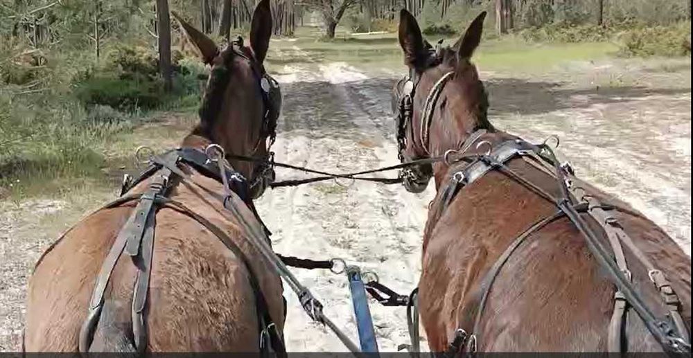 Parelha de machos
