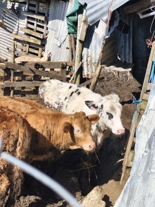 Vendo bezerro frisio