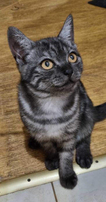 Шотландские котята ( скотиш -страйт)