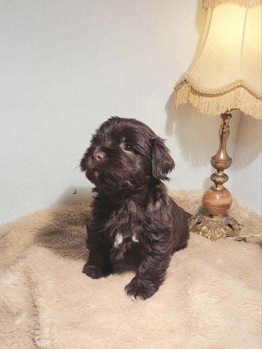 Hawańczyk piesek  czekoladowy z rodowodem