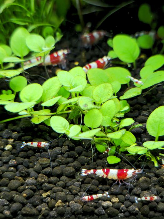 Camarão crs caridina red crystal