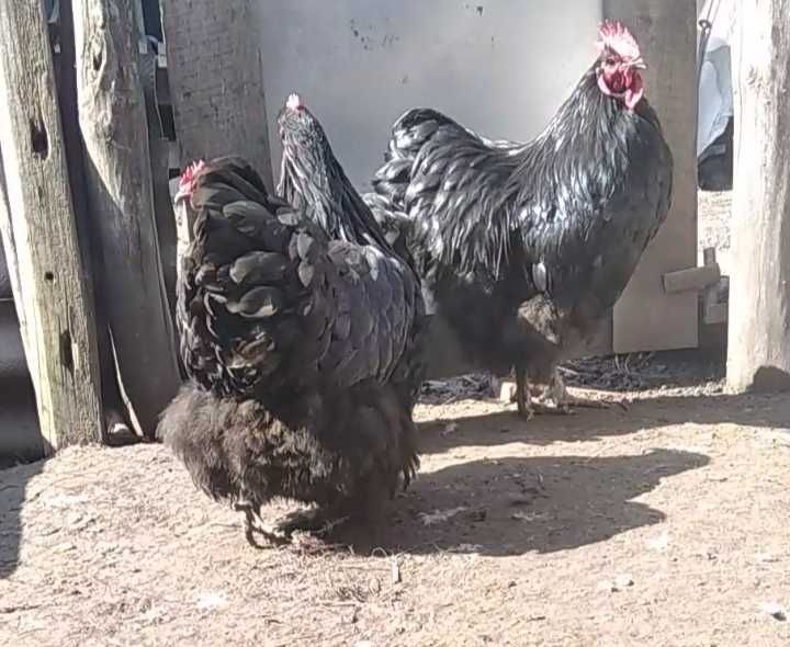 Продам инкубационное яйцо от кур Чёрного Орпингтона, цена за 1 яйцо!