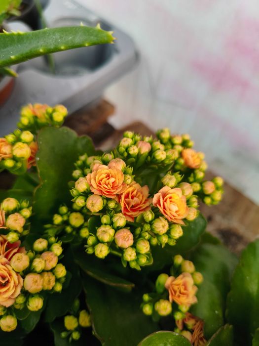 Kalanchoe com Flor Dobrada (Kalanchoe Calandiva) - planta em vaso