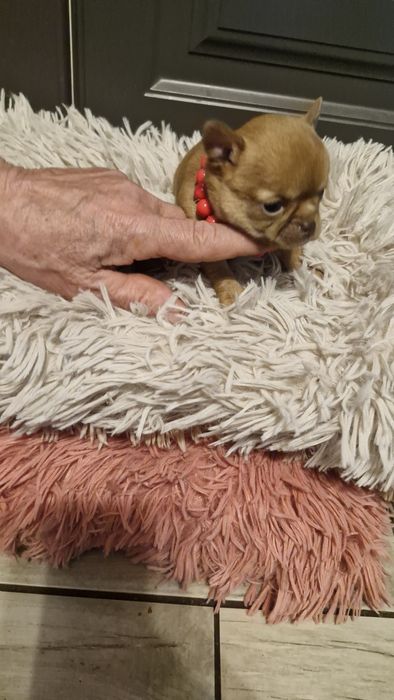 Chihuahua mini płowy