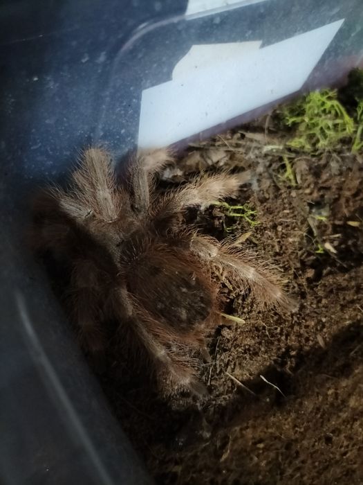 Sprzedam Nhandu Tripepii  samica