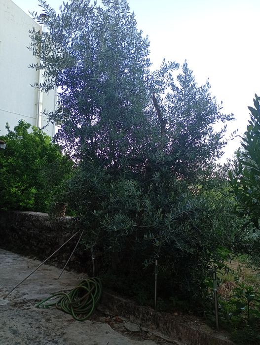 Oliveiras  ( Olea europaea )